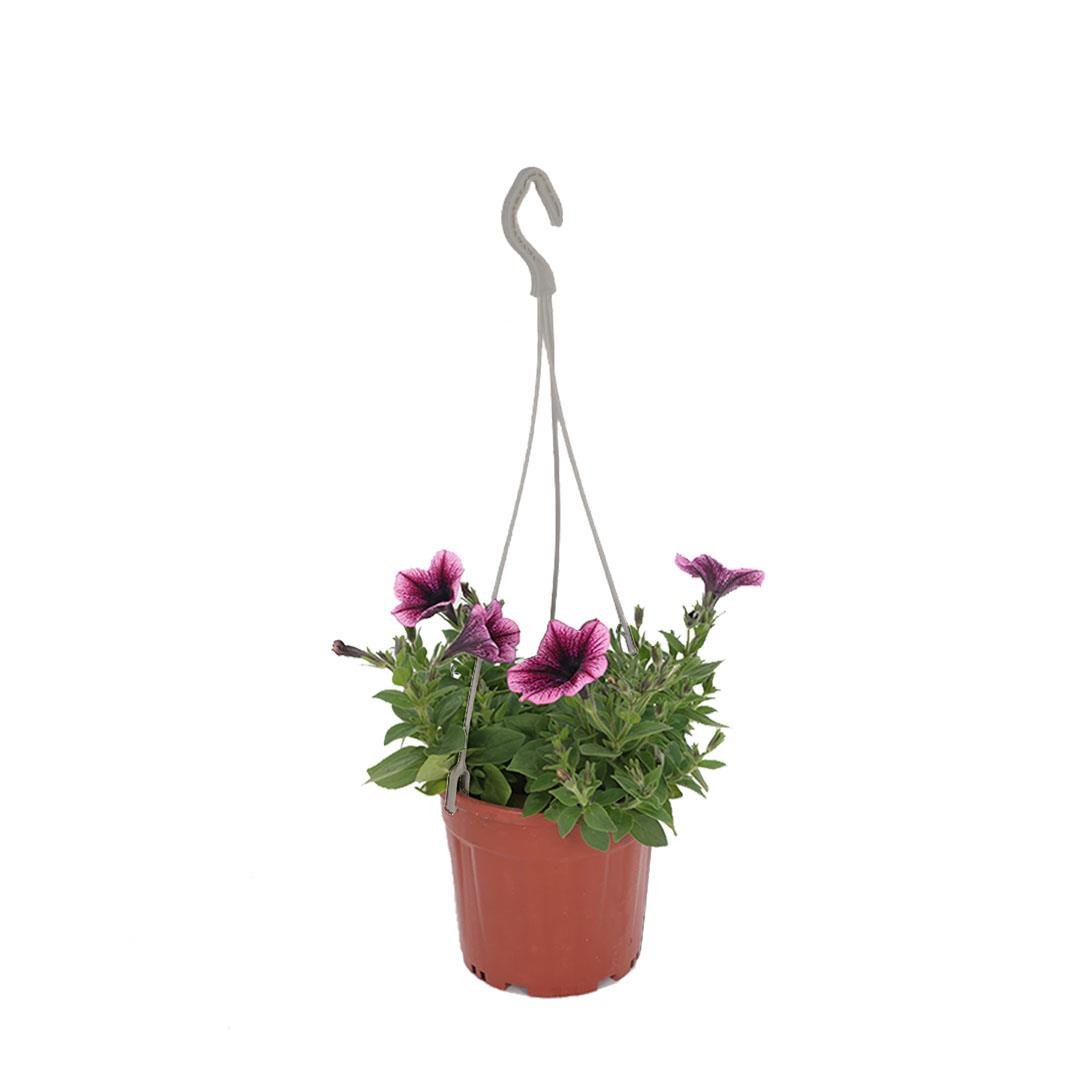 Petunya Askılı 20-30 Cm