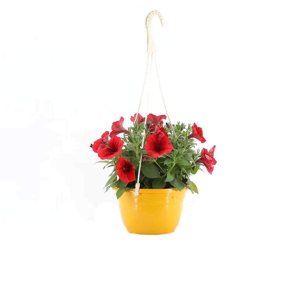 petunya-askili-mix-20-30-cm-844856.jpg