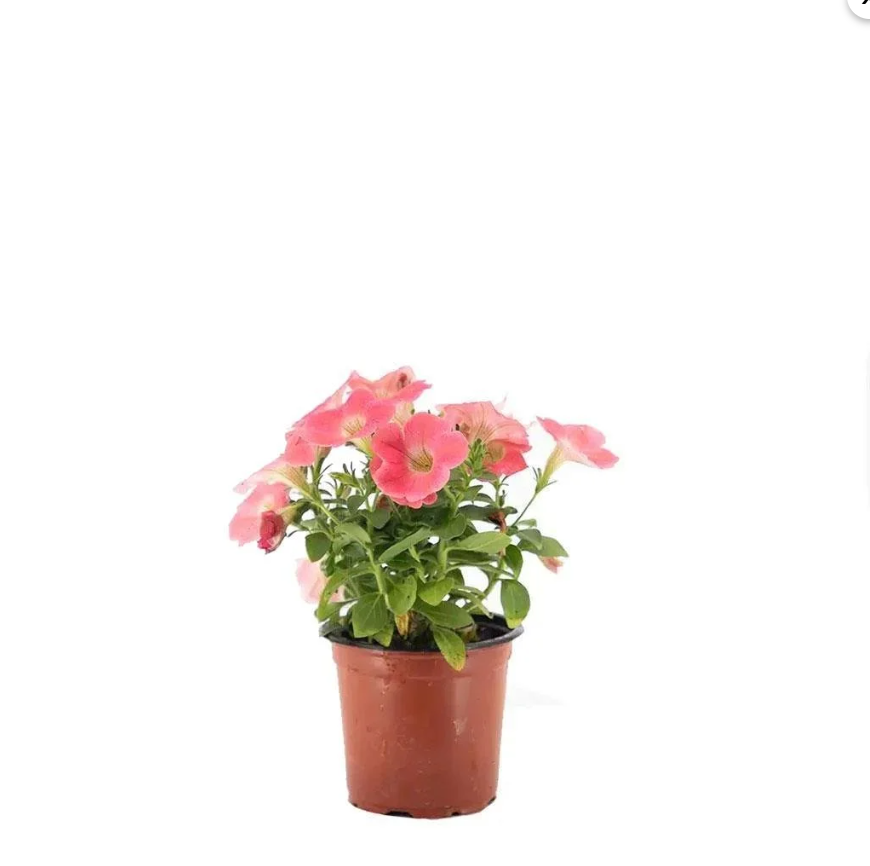 Petunya Çiçeği Mix 10-20 Cm