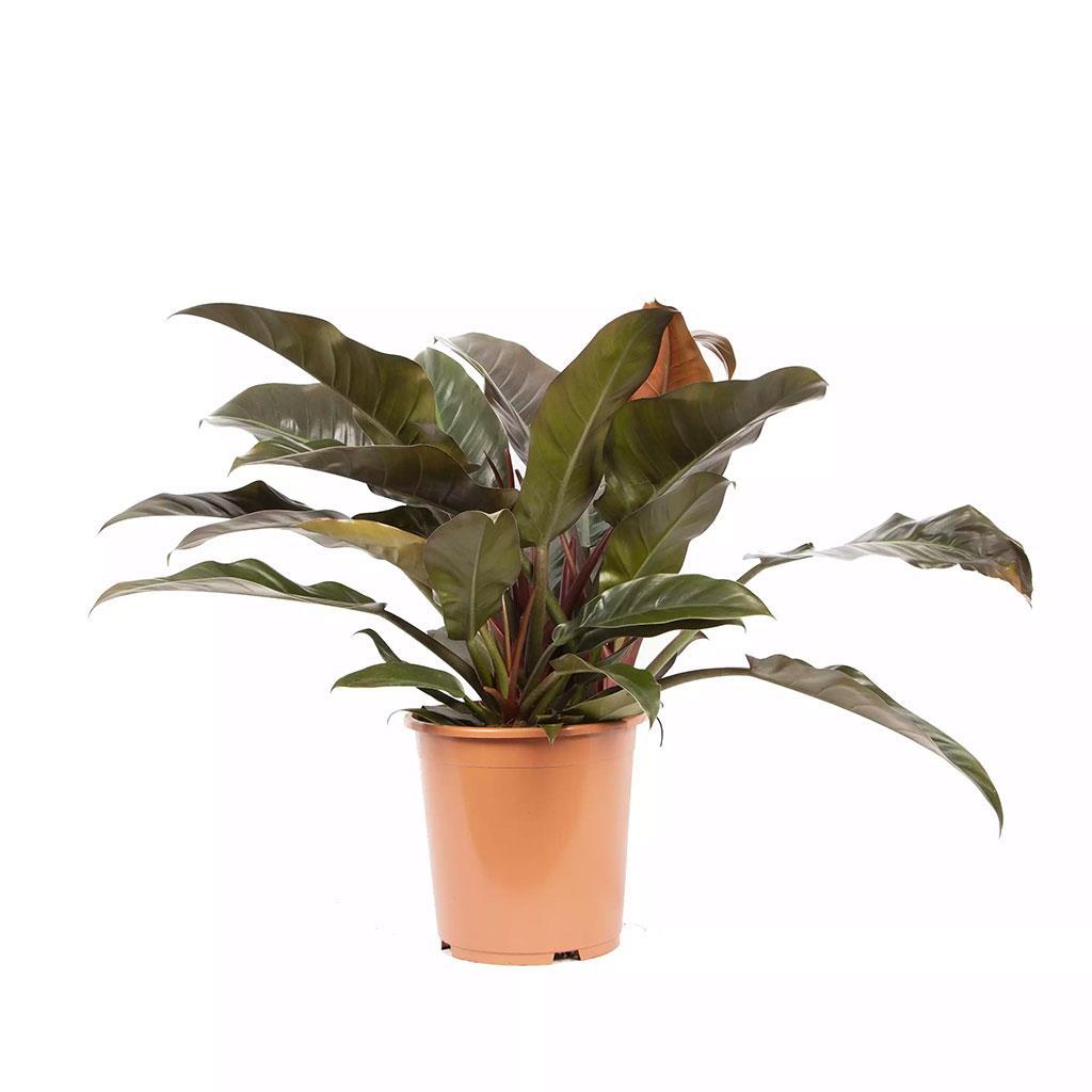 philodendron-60-80-cm-a48df5.jpg