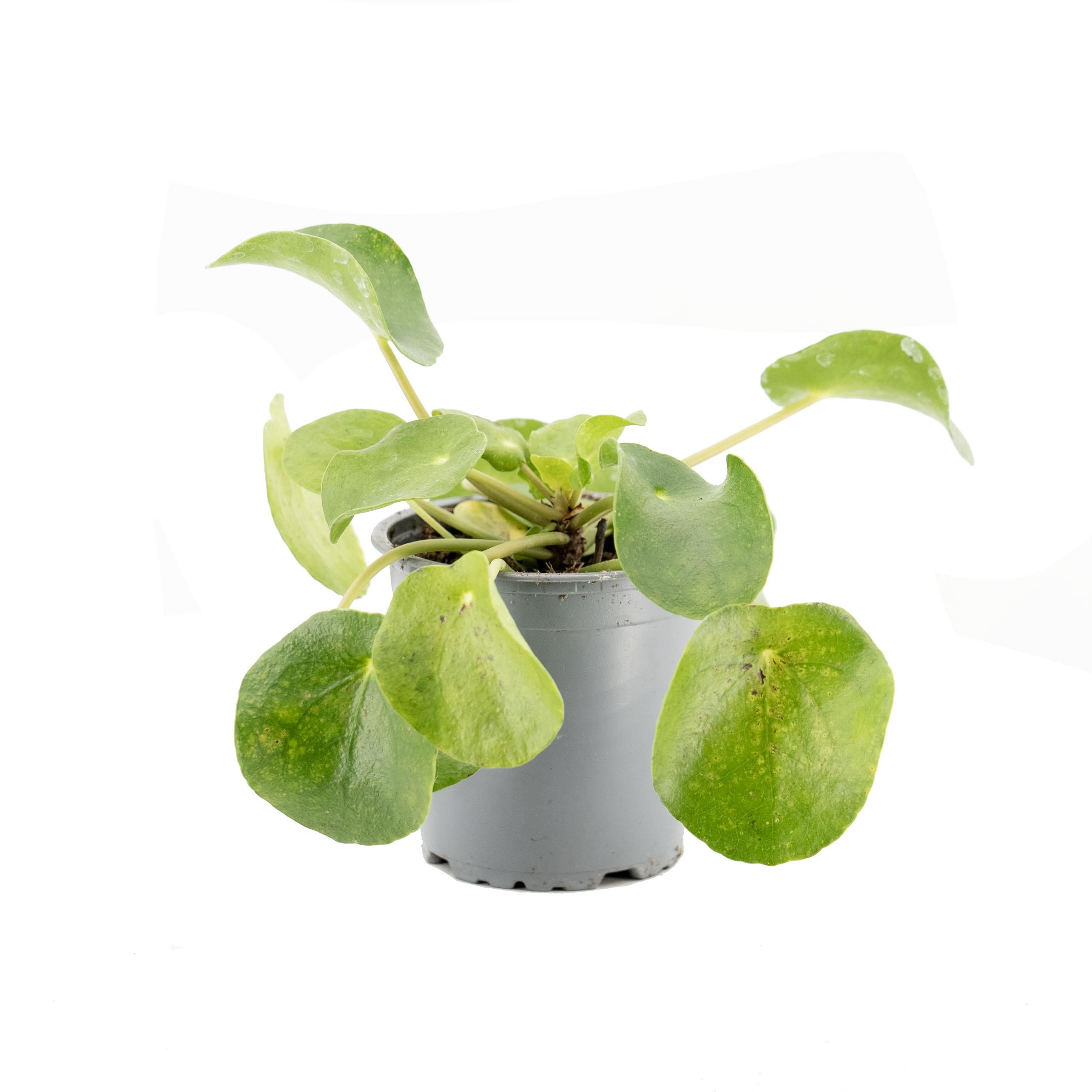 pilea-cin-para-agaci-20-30-cm-99cab1.jpg