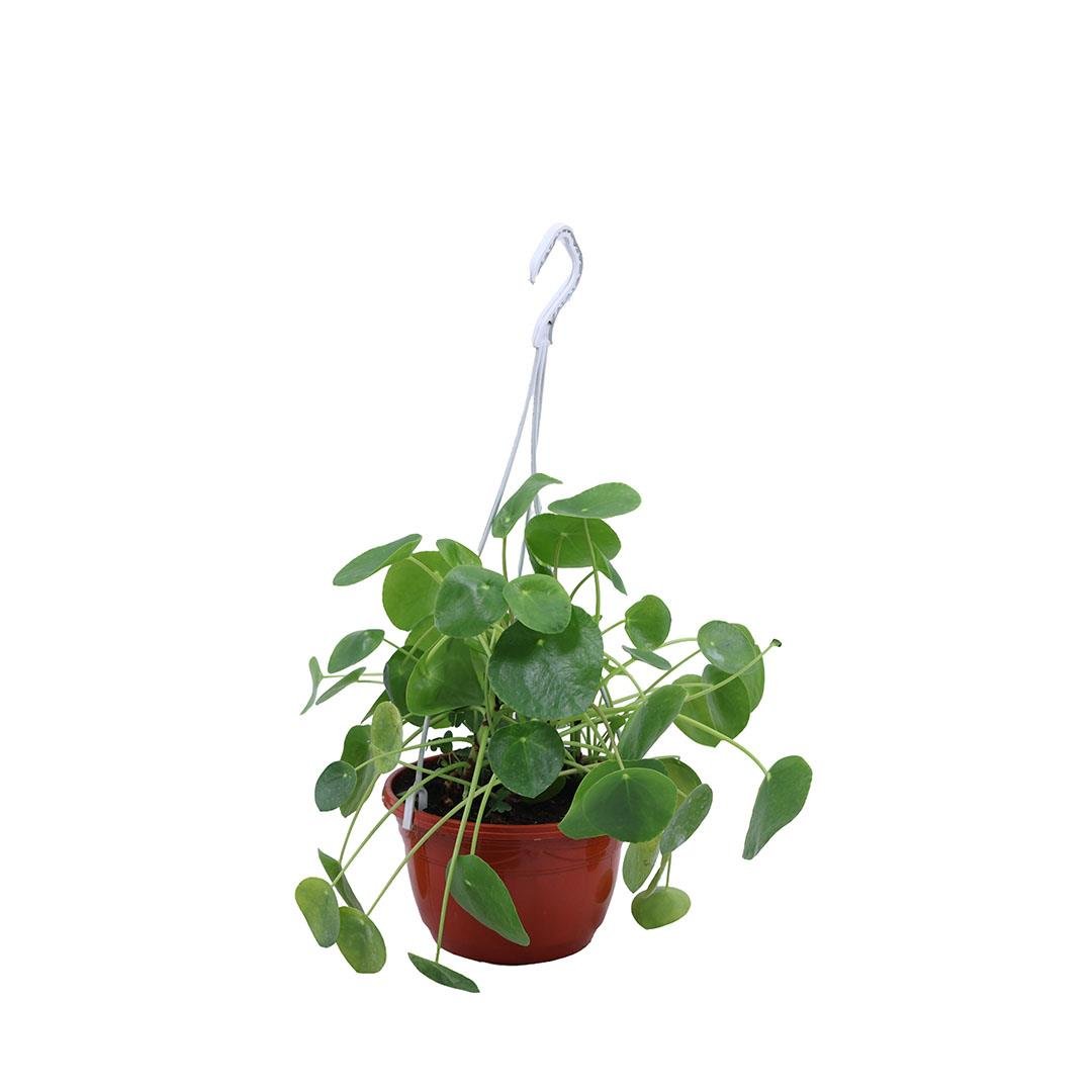 Pilea (Çin Para Ağacı) Askılı 20 - 30 Cm