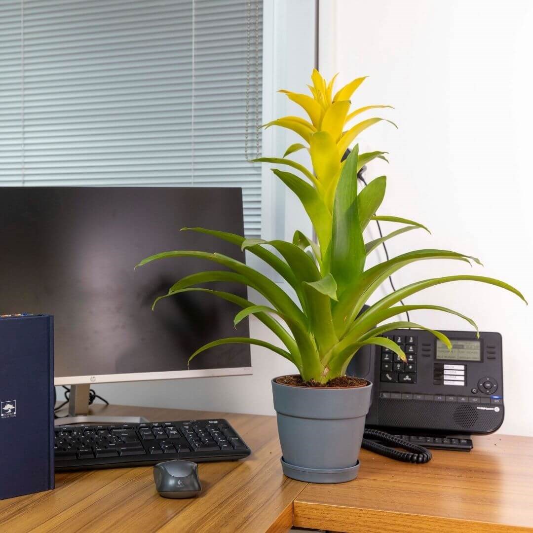 Gri tabaklı saksıda sarı çiçekli guzmanya, ofis masasında