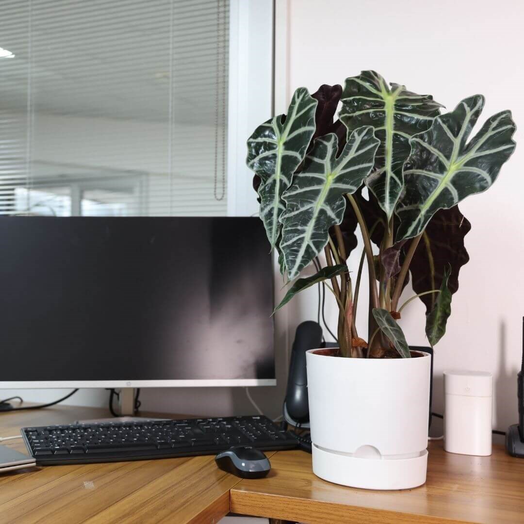 Haki yeşil 3,3 litrelik yuvarlak saksıda fil kulağı (Alocasia), ofis masasında