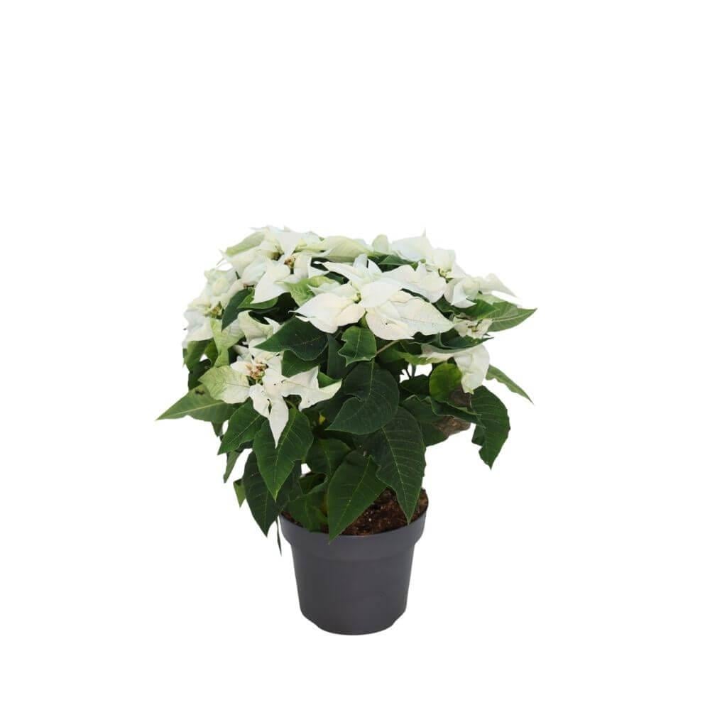 PONSETYA ATATÜRK ÇİÇEĞİ 30-40 CM