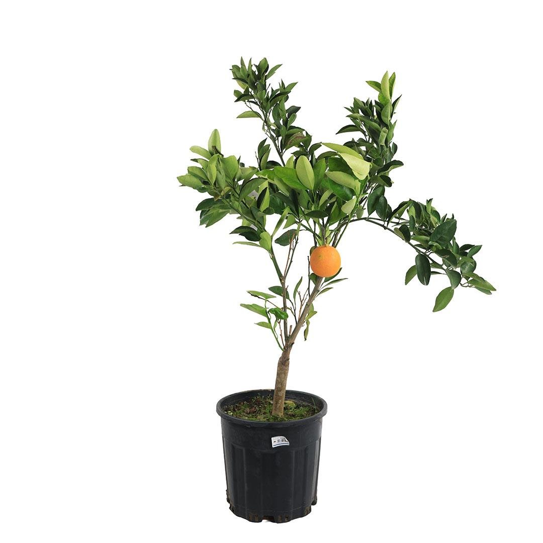 Portakal Ağacı Bodur 40-60 Cm