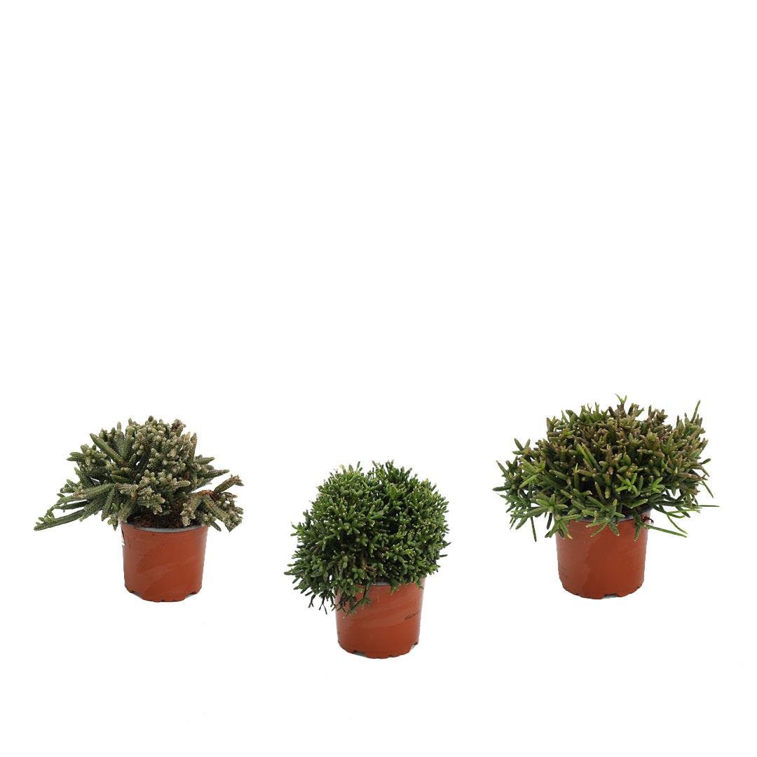 Rhipsalis