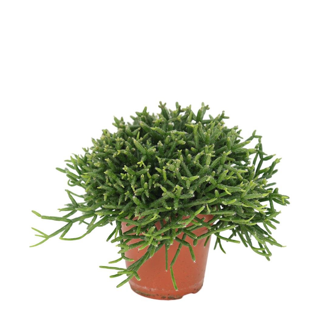 Rhipsalis Burchelli