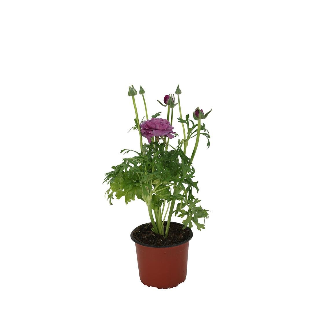 Şakayık Çiçeği 10-20 Cm