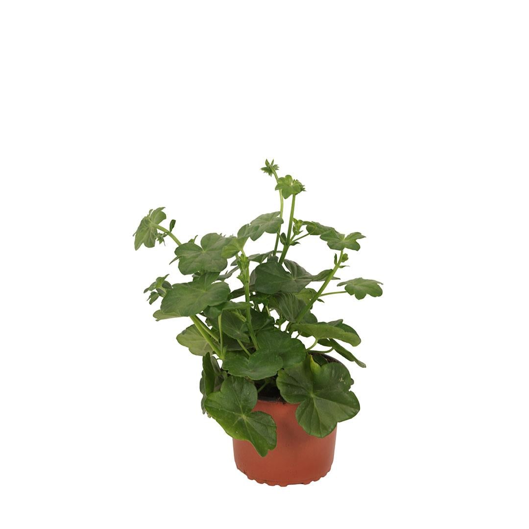 Sakız Sardunya 10-20 Cm