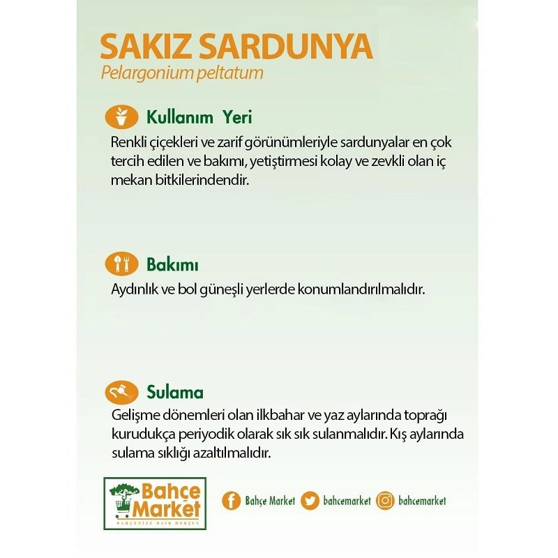 Sakız Sardunya 20-30 Cm