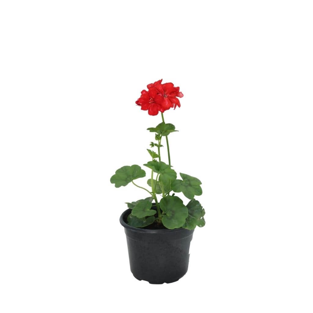 Sakız Sardunya 20-30 Cm