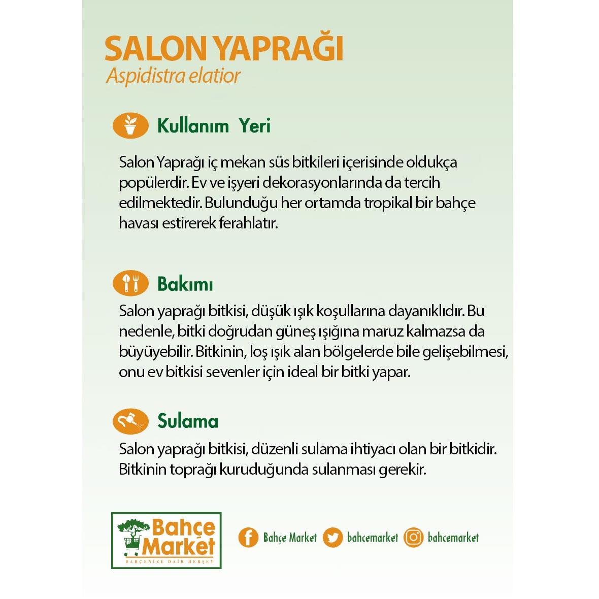 Salon Yaprağı Yeşil