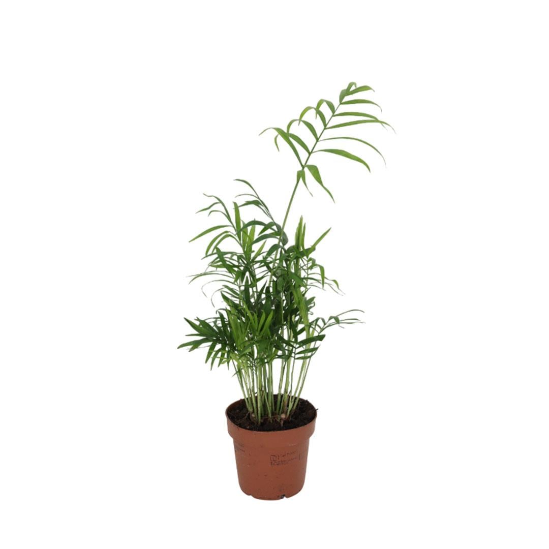 Şamadora (Dağ Palmiyesi) 30-50 Cm