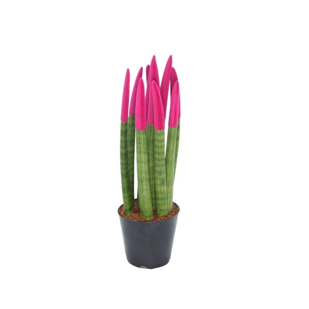Sanseveria Cylindrica Renkli 20-30 cm
