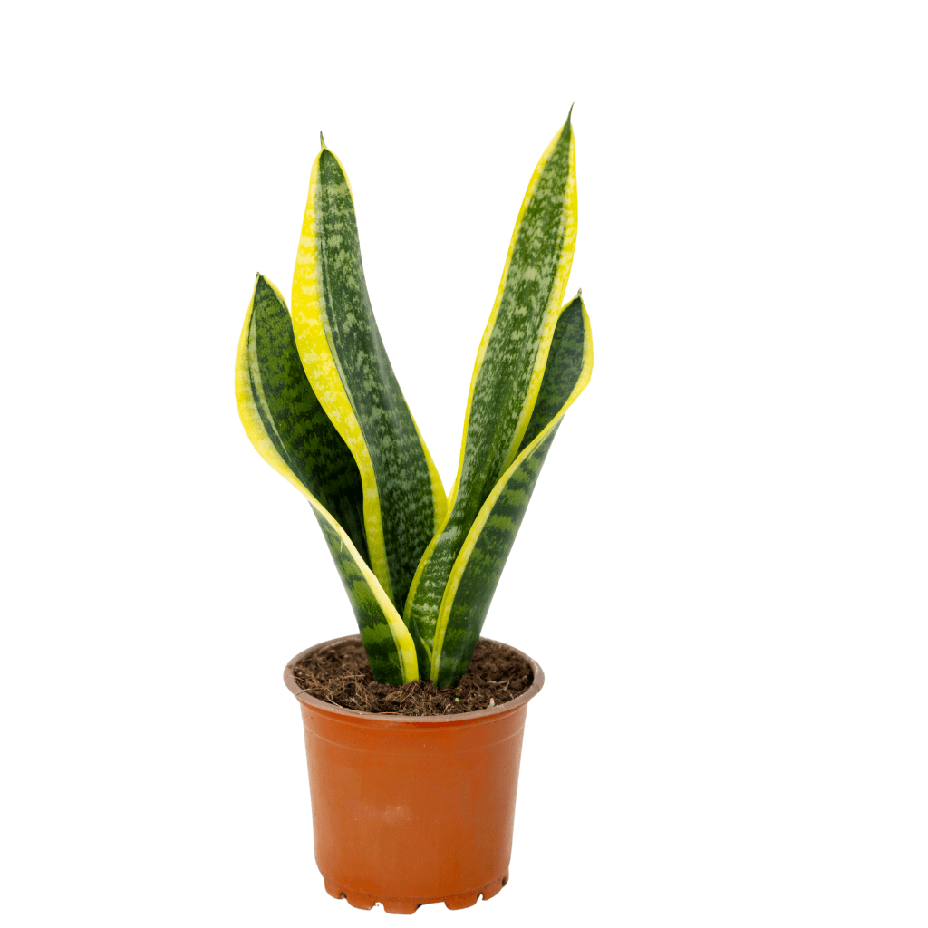 Sanseveria (Paşa Kılıcı) 20-40 Cm