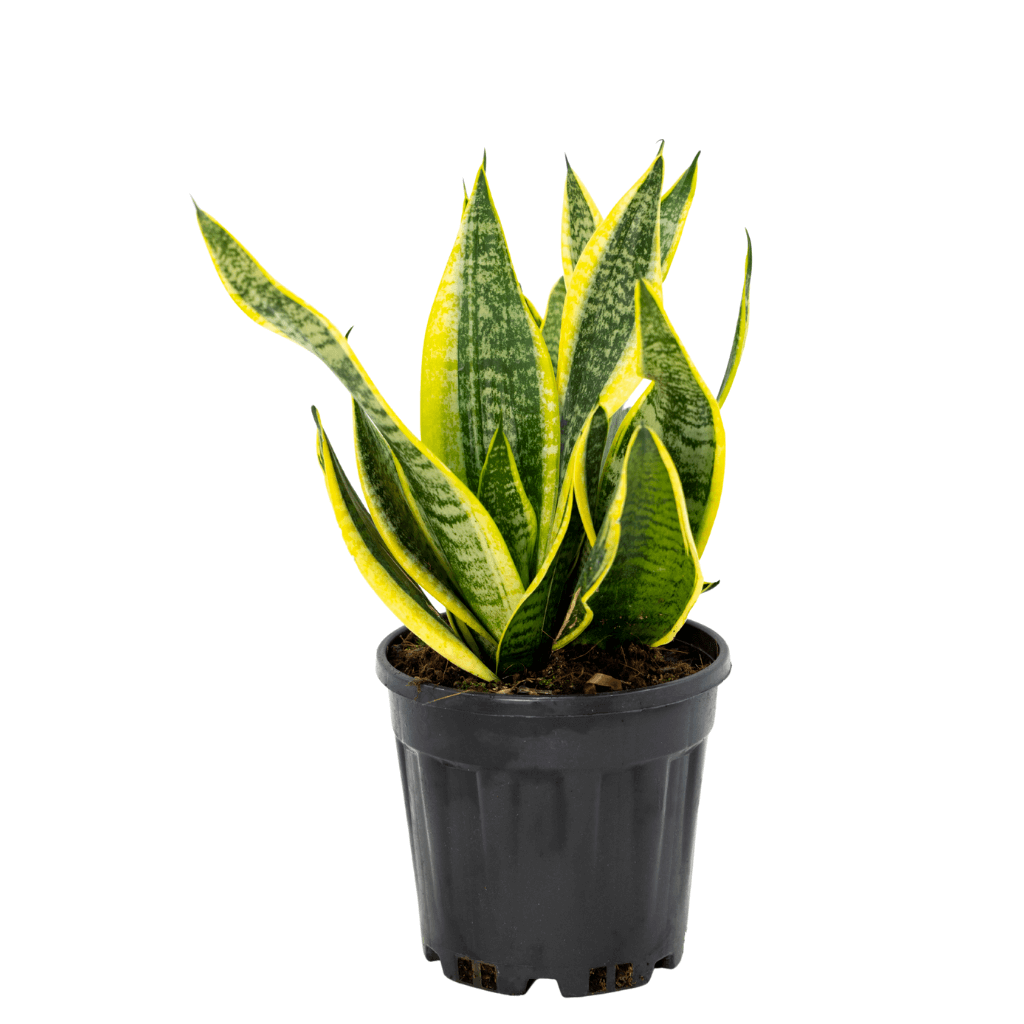 Sanseveria (Paşa Kılıcı) 40-60 Cm