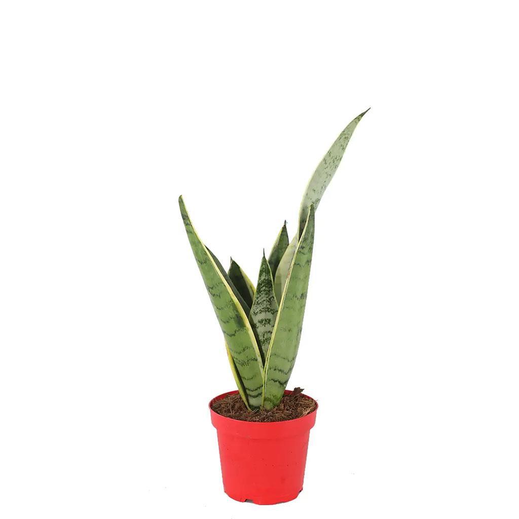 sanseveria-pasa-kilici-40-60-cm-c9-267.jpg