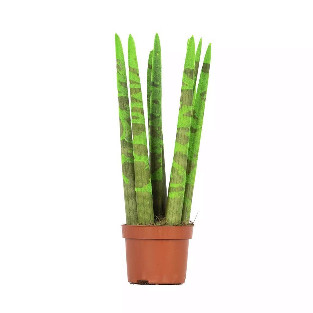 sanseveria-renkli-20-30-cm-187f20.jpg