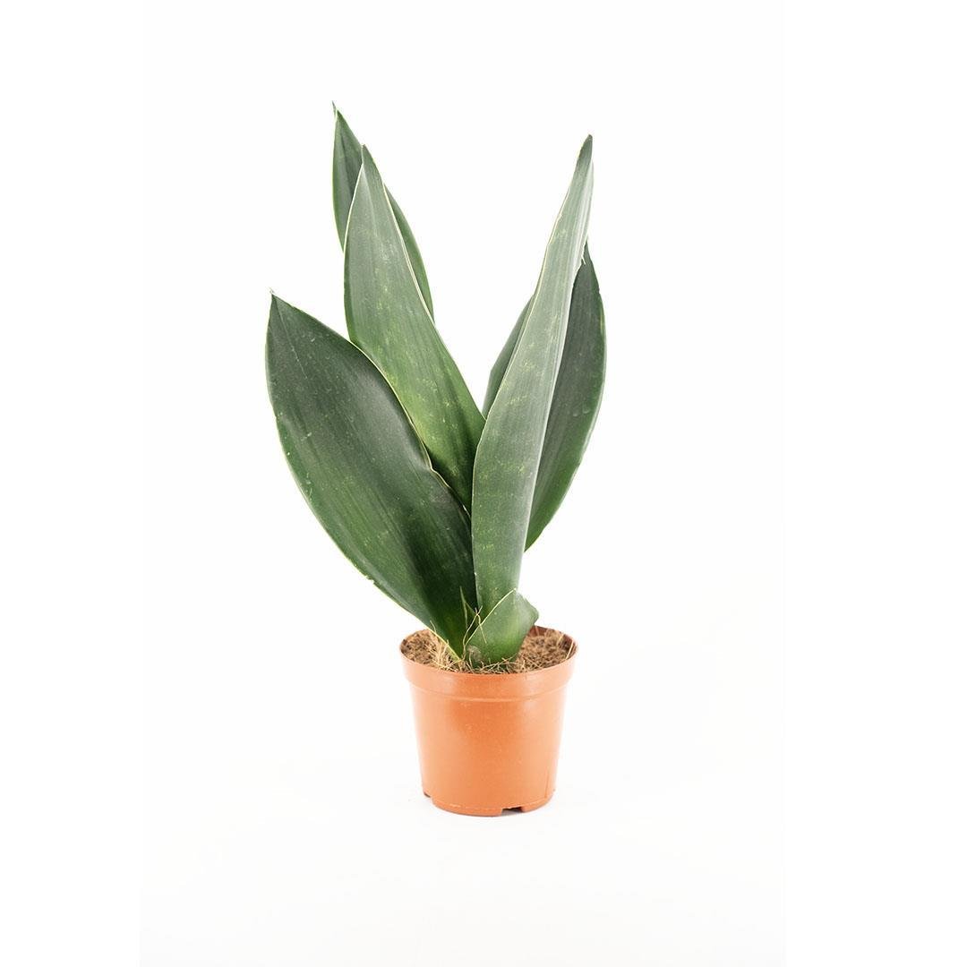 sanseveria-trifasciata-pasa-kilici-30--8618c-.jpg