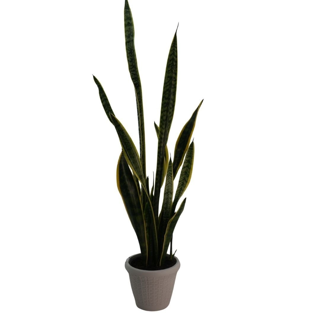 Sansevieria Hediye Paketli