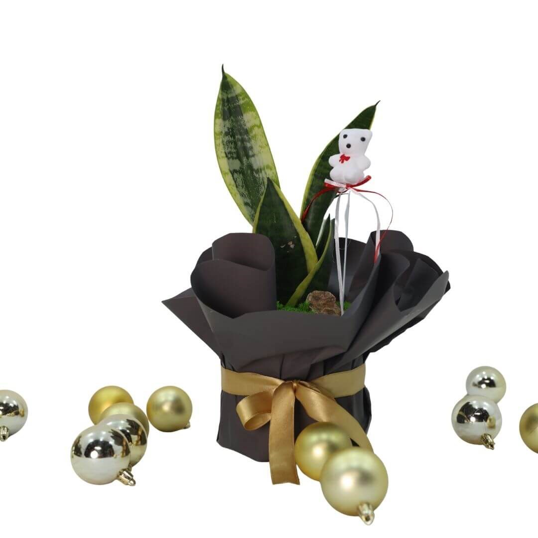 Sansevieria Kılıç Çiçeği Hediye Paketli