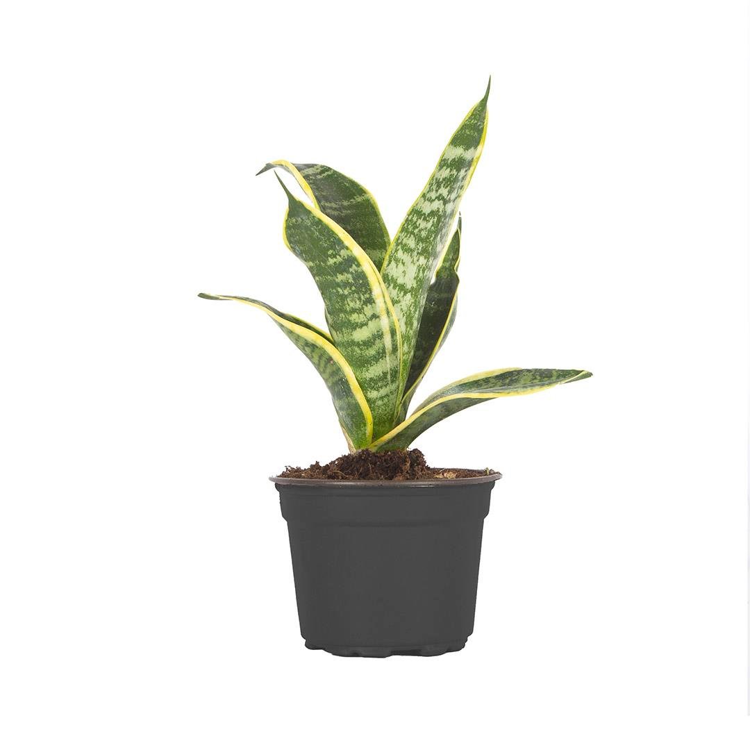 Sansevieria (Paşa Kılıcı) 20-30 Cm