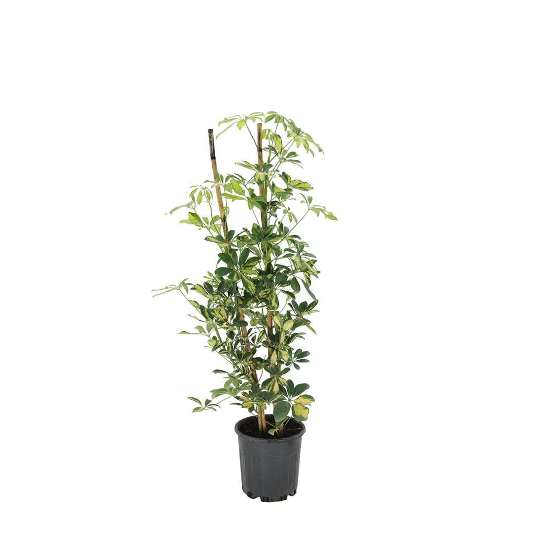 Şeflera Çiçeği 2li 80 - 100 Cm