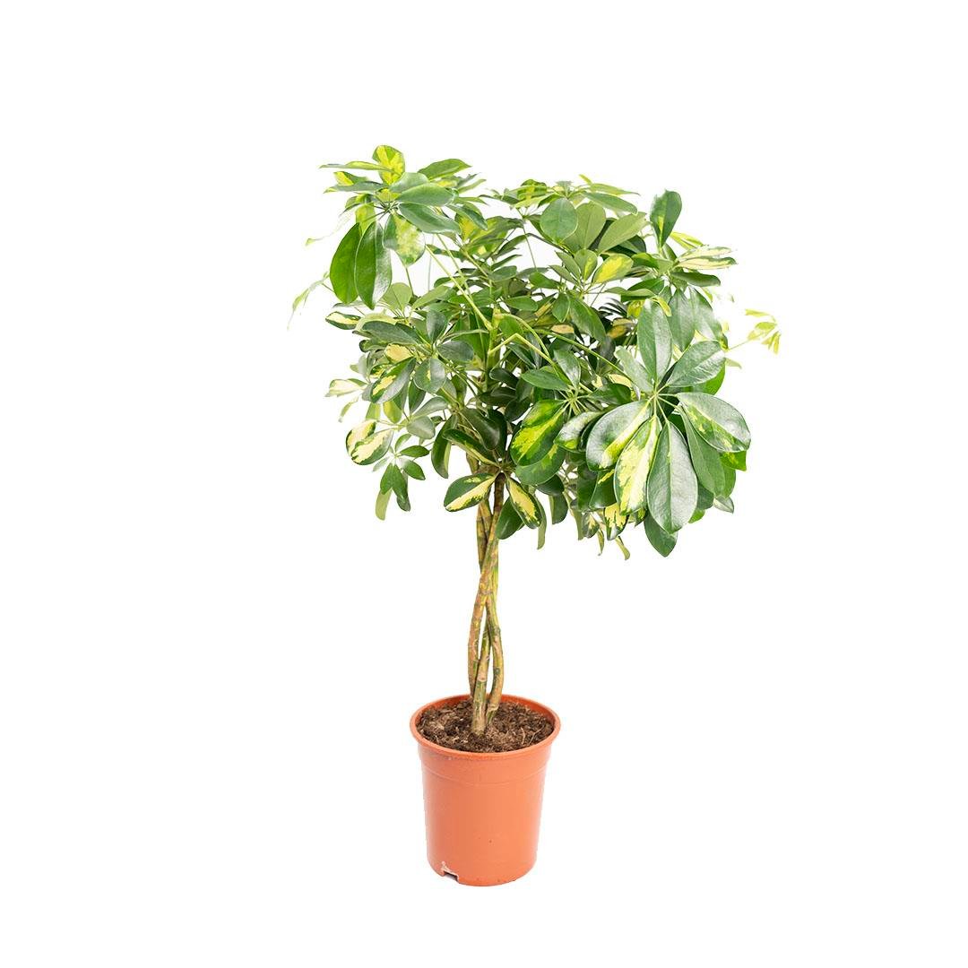 Şeflora Arboricola Çap: 19 Cm 60 - 80 Cm