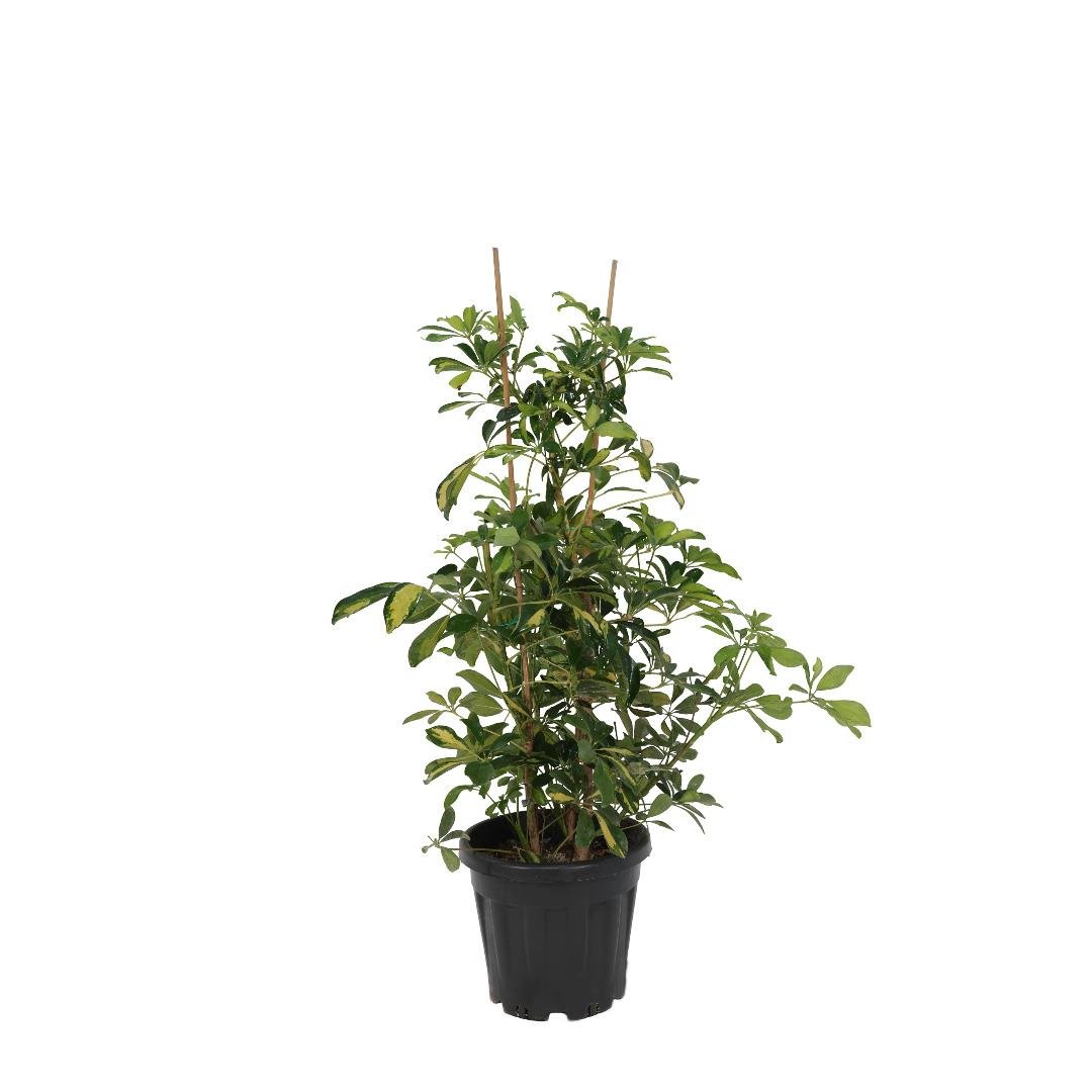 Şeflora Çiçeği 100-125 Cm