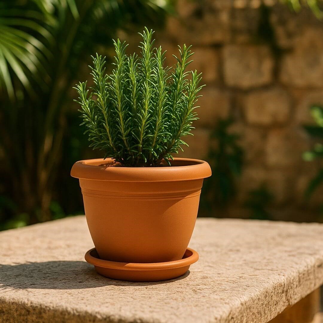 Koyu yeşil Villa saksı takımı V501 ölçüleri: 12,5 cm çap, 10 cm yükseklik, 10,5 cm tabak, 0,6 litre