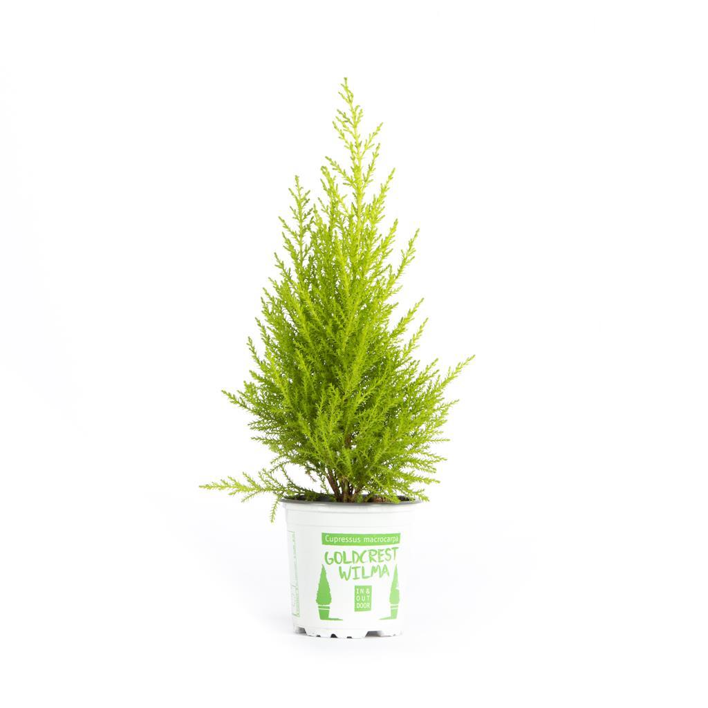 servi-limoni-20-40-cm-9be348.jpg