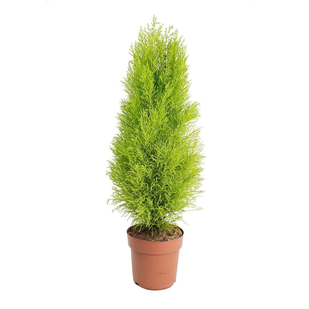 Servi Limoni 80 - 100 Cm