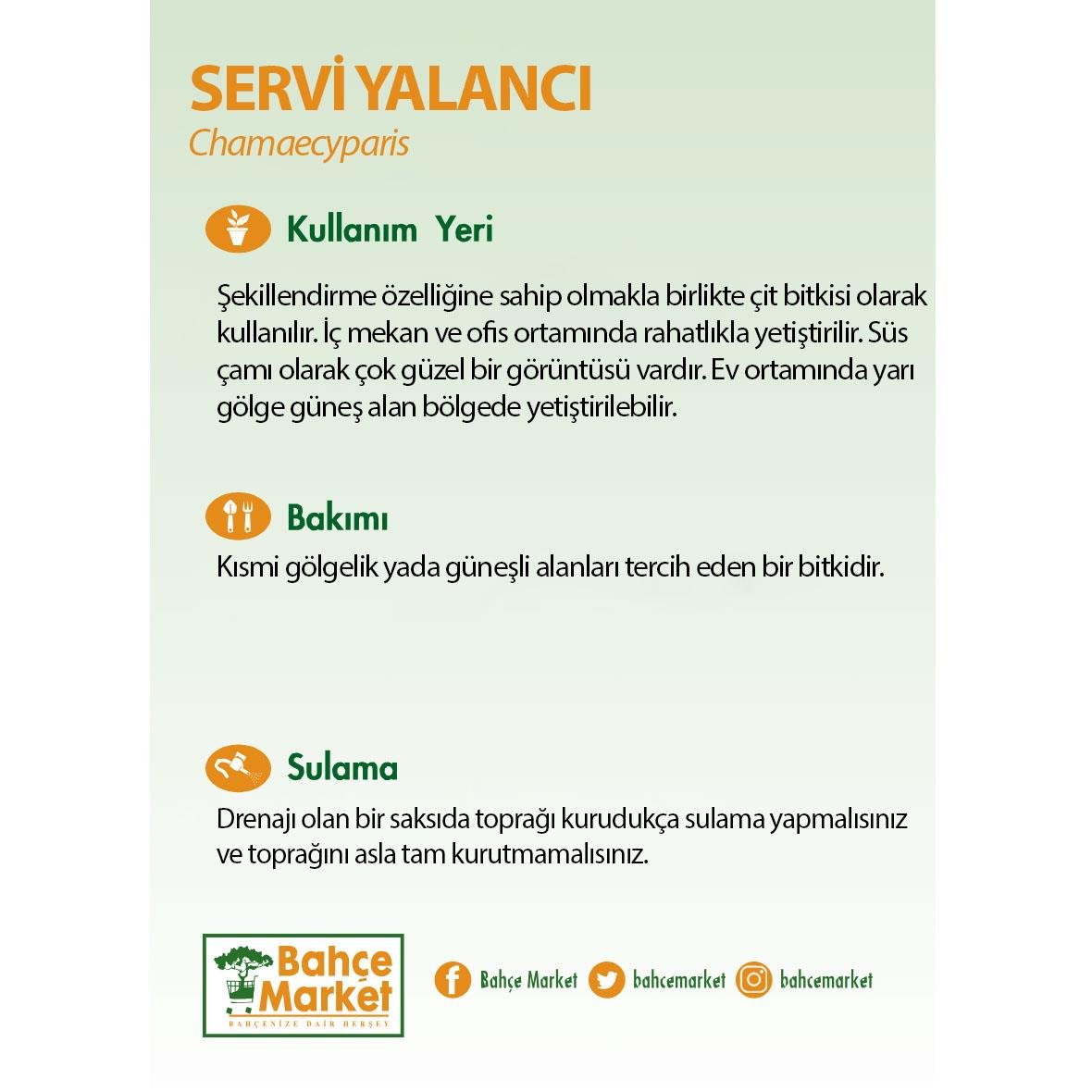 Servi Yalancı 10-20 Cm Yeşil