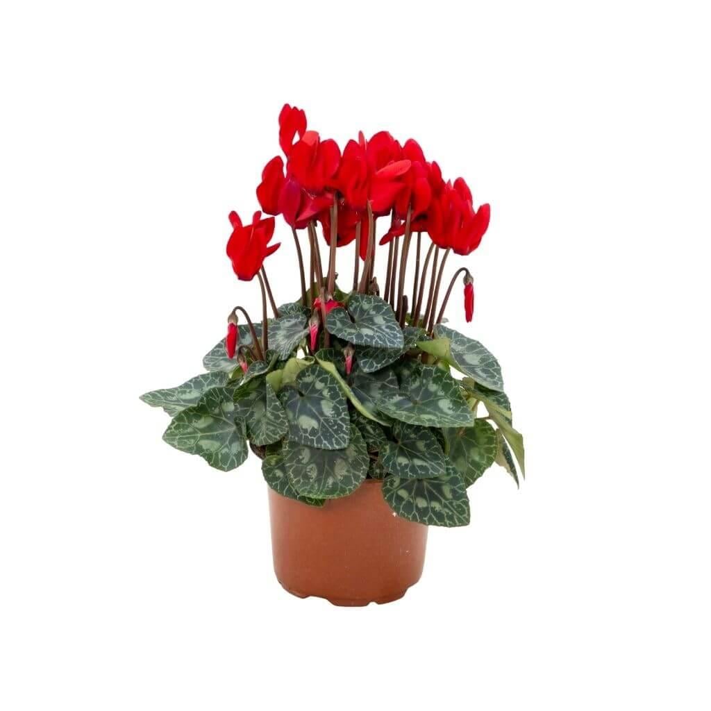 Sıklamen 10-20 Cm