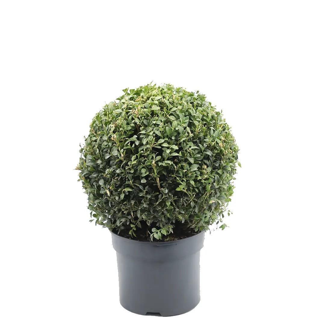 simsir-20-40-cm-c96-be.jpg