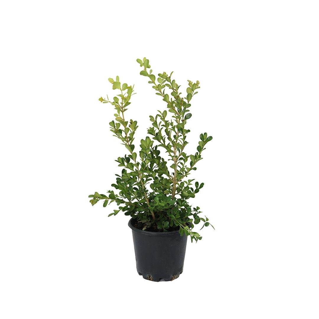 Şimşir Bitkisi 10-20 Cm