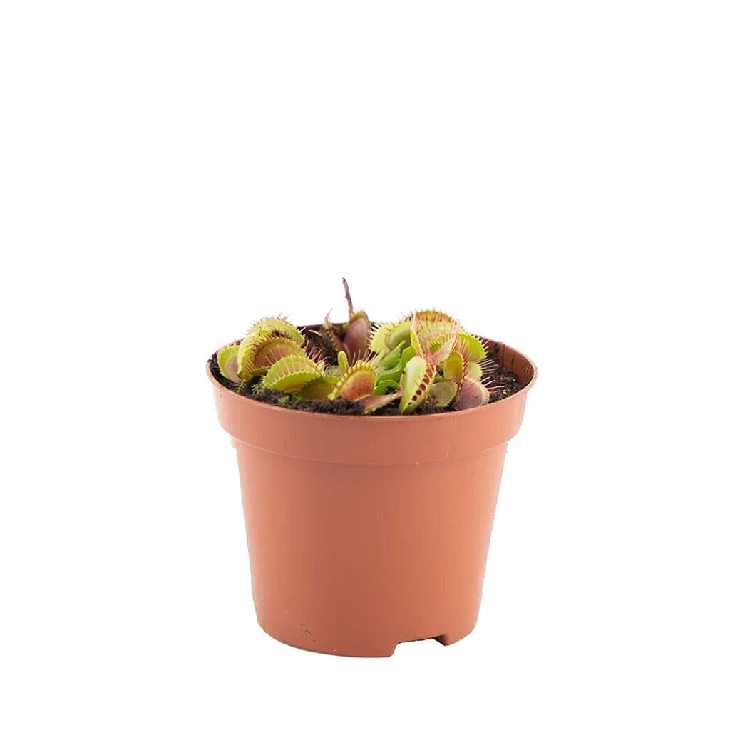 Sinek Yiyen - Etobur Bitki 5 - 10 Cm Yeşil