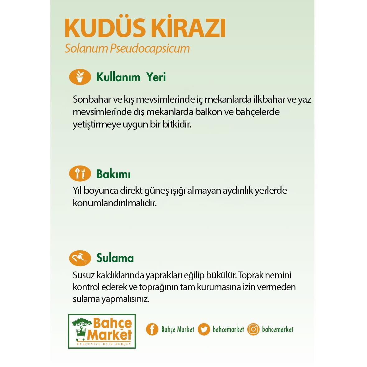 Raco Expert budama makası 200 mm, turkuaz saplı, karton ambalajında