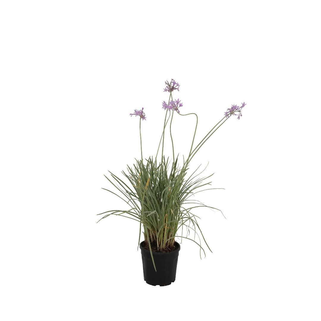 Sosyete Sarımsağı (Tulbaghia Violacea)