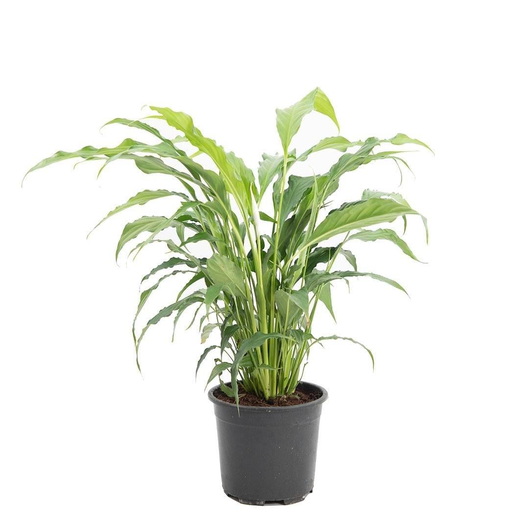 Spathiphyllum ( Barış Çiçeği ) 30-40 Cm Yeşil