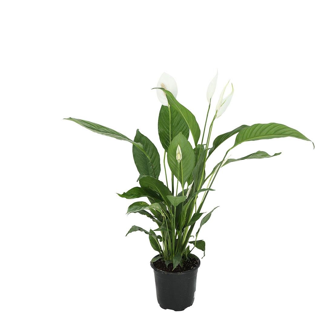 Spathiphyllum (Barış Çiçeği)