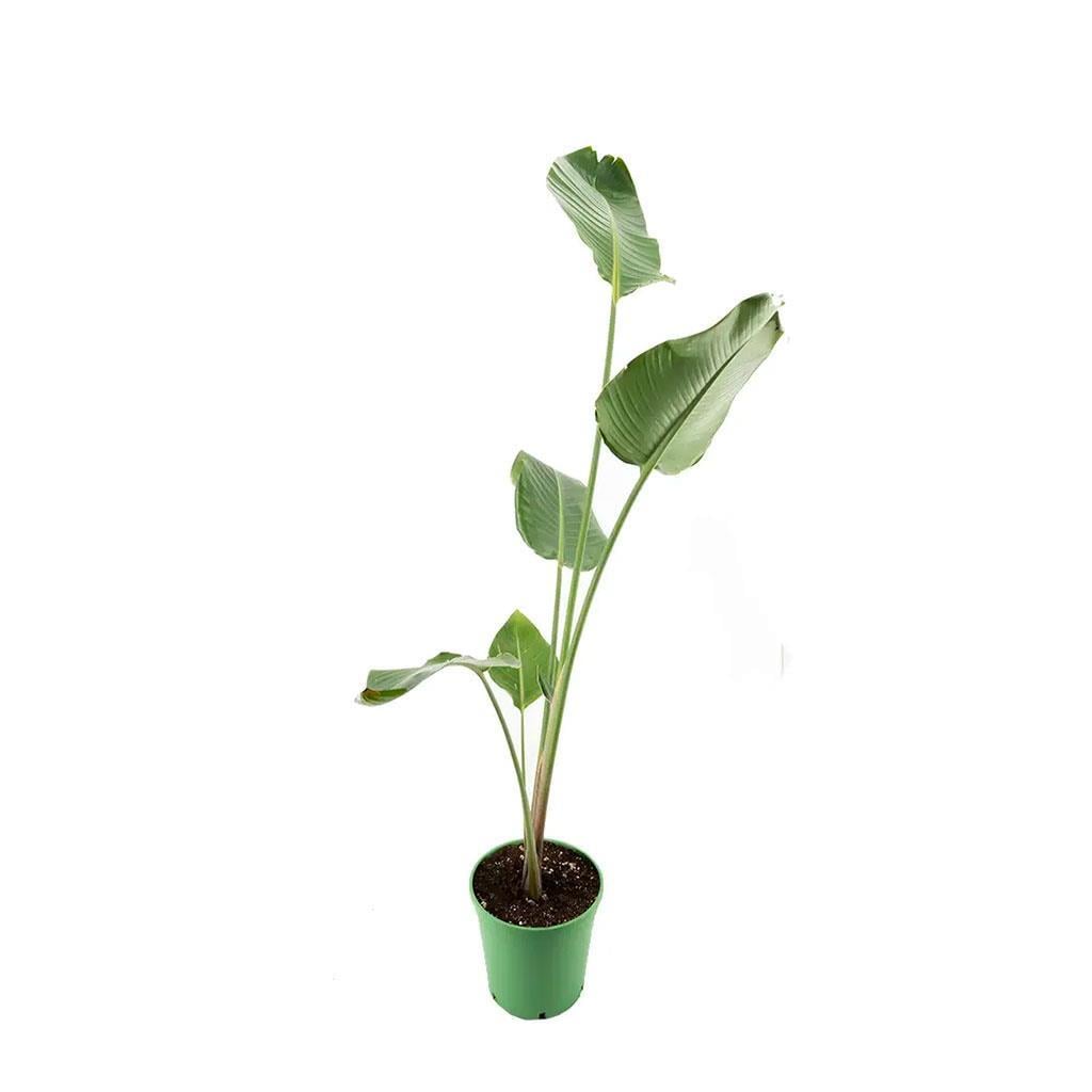starlice-cicegi-cap-25-cm-boy-125-150--7a97cb.jpg