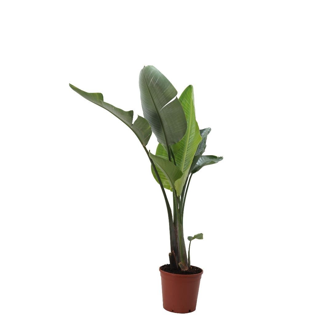 Starliçe Nicolai 2 Kök 125-150 Cm