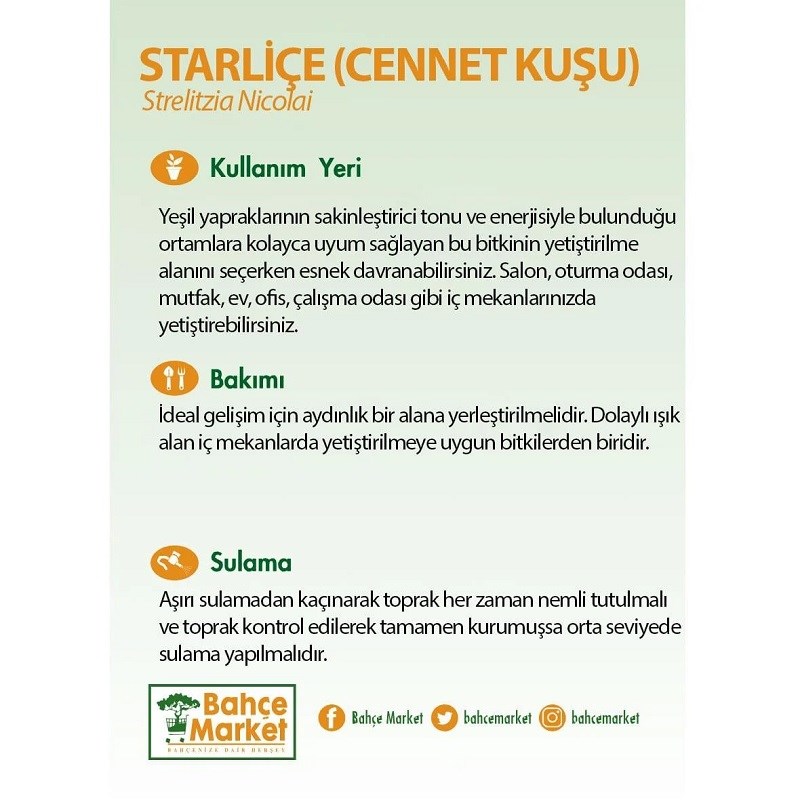 Starliçe Nicolai 2 Kök 80-100 Cm