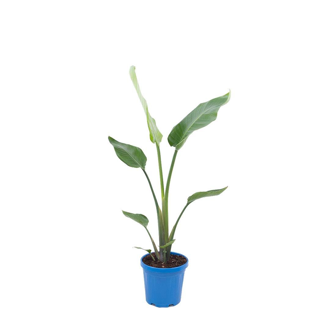 Starliçe Nicolai 60-80 Cm Yeşil