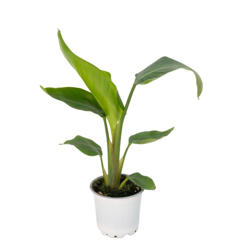 Starliçe Nicolai (Cennet Kuşu) 20 - 30 Cm