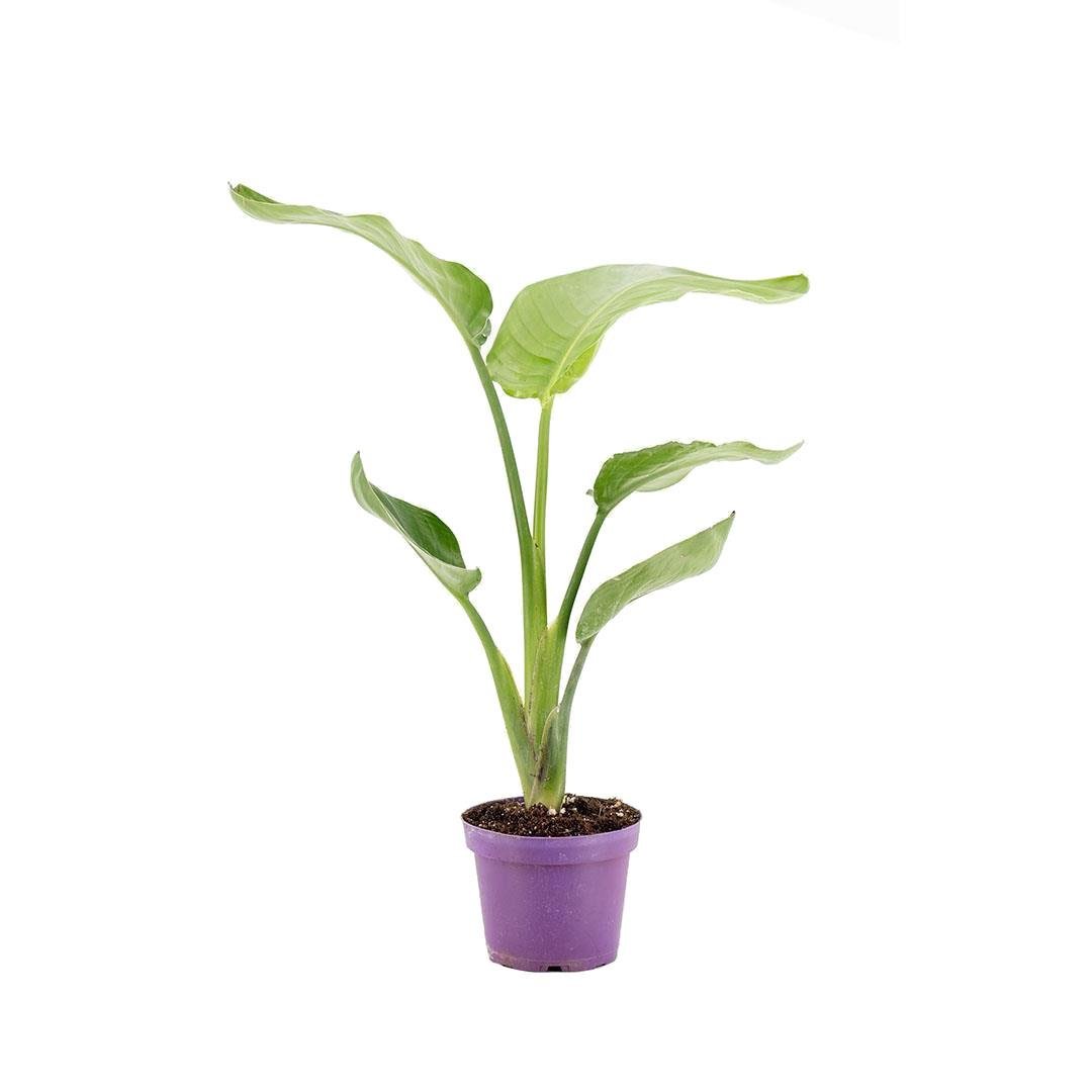 Starliçe Nicolai (Cennet Kuşu Çiçeği) 20-30 Cm Yeşil