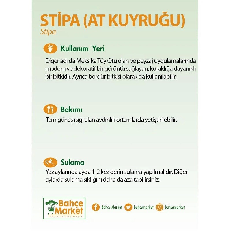 Stipa (At Kuyruğu)