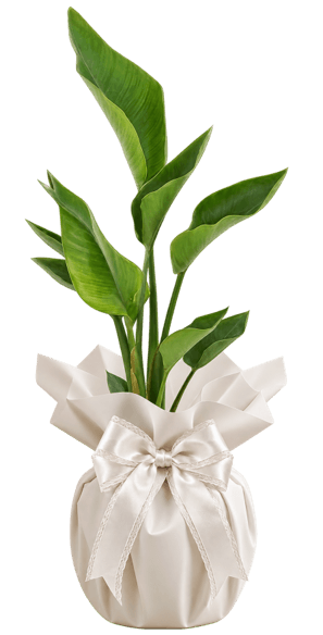 Strelitzia Nicolai